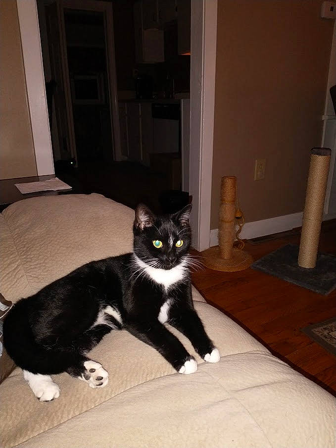 Cookie Marie joined the competition — help win amazing prizes! black_cat, carnivore, cat, comfort, domestic_short_haired_cat, door, felidae, floor, flooring, fur, grey, hardwood, linens, room, sitting, small_to_medium_sized_cats, tail, terrestrial_animal, whiskers, wood