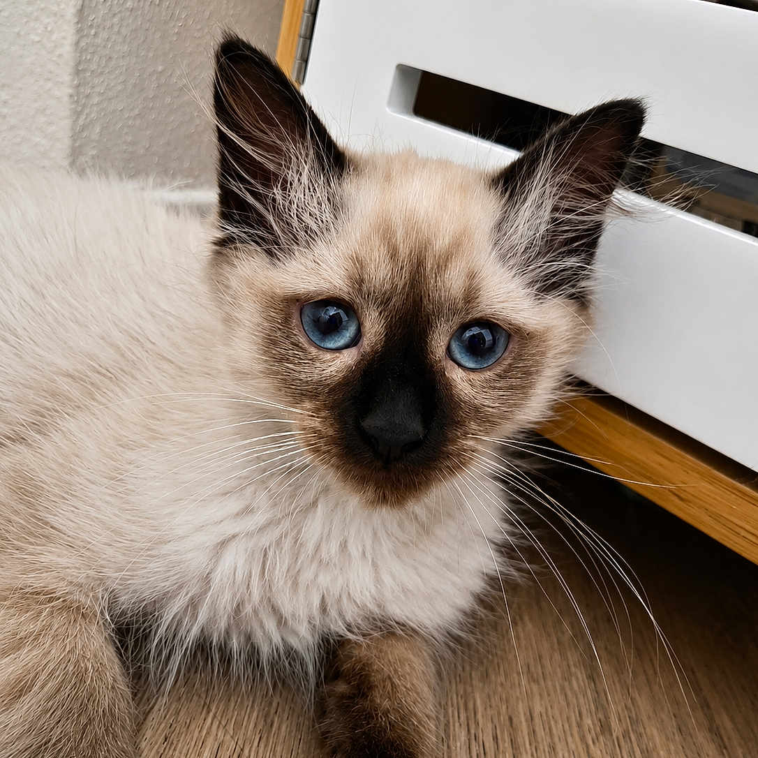 Bloom participe au concours pour gagner de l'argent avec cette photo : kitten, cat, siamese, blue_eyes, fur, whiskers, ears, paws, wooden_floor, cabinet, indoor, pet, animal, close_up, cute, feline, domestic_animal, relaxed, lying_down, young