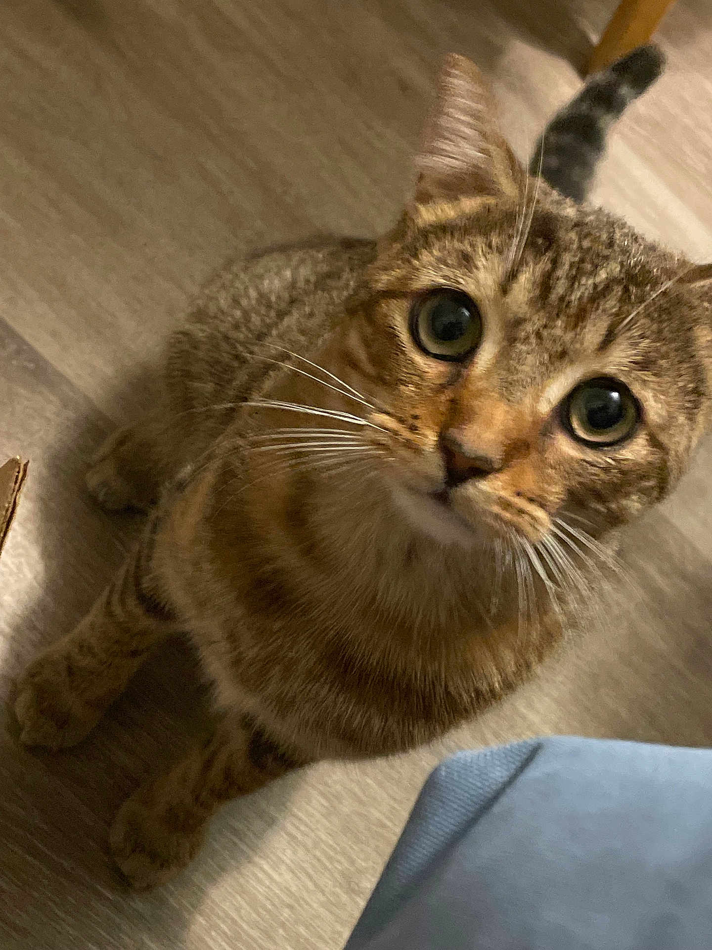 Cinnamon