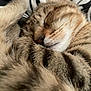 Cinnamon joined the competition — help win amazing prizes! cat, tabby, sleeping, close_up, fur, whiskers, cozy, pet, animal, relaxed, cute, domestic_cat, curled_up, indoor, soft, face, paw, patterned_background, resting, peaceful