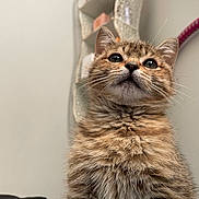 Cinnamon is registered to the contest to win money with this photo: kitten, cat, tabby, fur, whiskers, close_up, indoor, pet, animal, curious, cute, feline, young, portrait, soft, fluffy, looking_up, mammal, domestic_animal, adorable