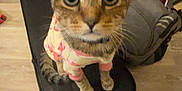 Cinnamon is registered to the contest to win money with this photo: cat, tabby_cat, pet, indoor, clothing, sweater, guitar_case, curious, wide_eyes, floor, backpack, bag, wooden_floor, furniture, cozy, cute, animal, mammal, whiskers, ears