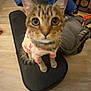 cat, tabby_cat, pet, indoor, clothing, sweater, guitar_case, curious, wide_eyes, floor, backpack, bag, wooden_floor, furniture, cozy, cute, animal, mammal, whiskers, ears