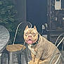 Von joined the competition — help win amazing prizes! animal, background, birdcage, bulldog, chair, collar, dog, domestic, ears, floor, furniture, happy, indoor, metal_chair, muscular_dog, pet, sitting, table, tongue_out, wooden_seat