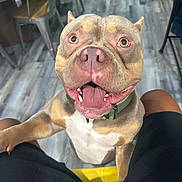 Von joined the competition — help win amazing prizes! black_shorts, brown_dog, canine, closeup, collar, companion, dog, flooring, friendly, happy, household, indoor, legs, metal_chair, pet, playful, seated_person, smiling, tongue_out, wooden_floor