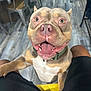 black_shorts, brown_dog, canine, closeup, collar, companion, dog, flooring, friendly, happy, household, indoor, legs, metal_chair, pet, playful, seated_person, smiling, tongue_out, wooden_floor