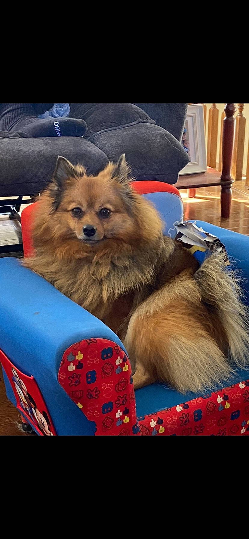 Chloe is registered to the contest to win money with this photo: canidae, carnivore, claw, companion_dog, dog, dog_breed, dog_supply, electric_blue, event, fawn, felidae, fur, liver, paw, snout, spitz, sporting_group, terrestrial_animal, toy_dog, whiskers