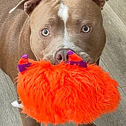 Lil Nugz joined the competition — help win amazing prizes! dog, brown_dog, toy, orange_toy, fluffy_toy, indoor, wooden_floor, pet, animal, playful, ears, eyes, nose, mouth, paws, cute, pet_toy, looking, standing, fur