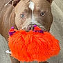 dog, brown_dog, toy, orange_toy, fluffy_toy, indoor, wooden_floor, pet, animal, playful, ears, eyes, nose, mouth, paws, cute, pet_toy, looking, standing, fur