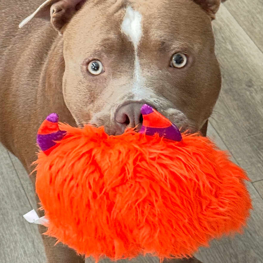 Lil Nugz joined the competition — help win amazing prizes! animal, brown_dog, cute, dog, ears, eyes, fluffy_toy, fur, indoor, looking, mouth, nose, orange_toy, paws, pet, pet_toy, playful, standing, toy, wooden_floor