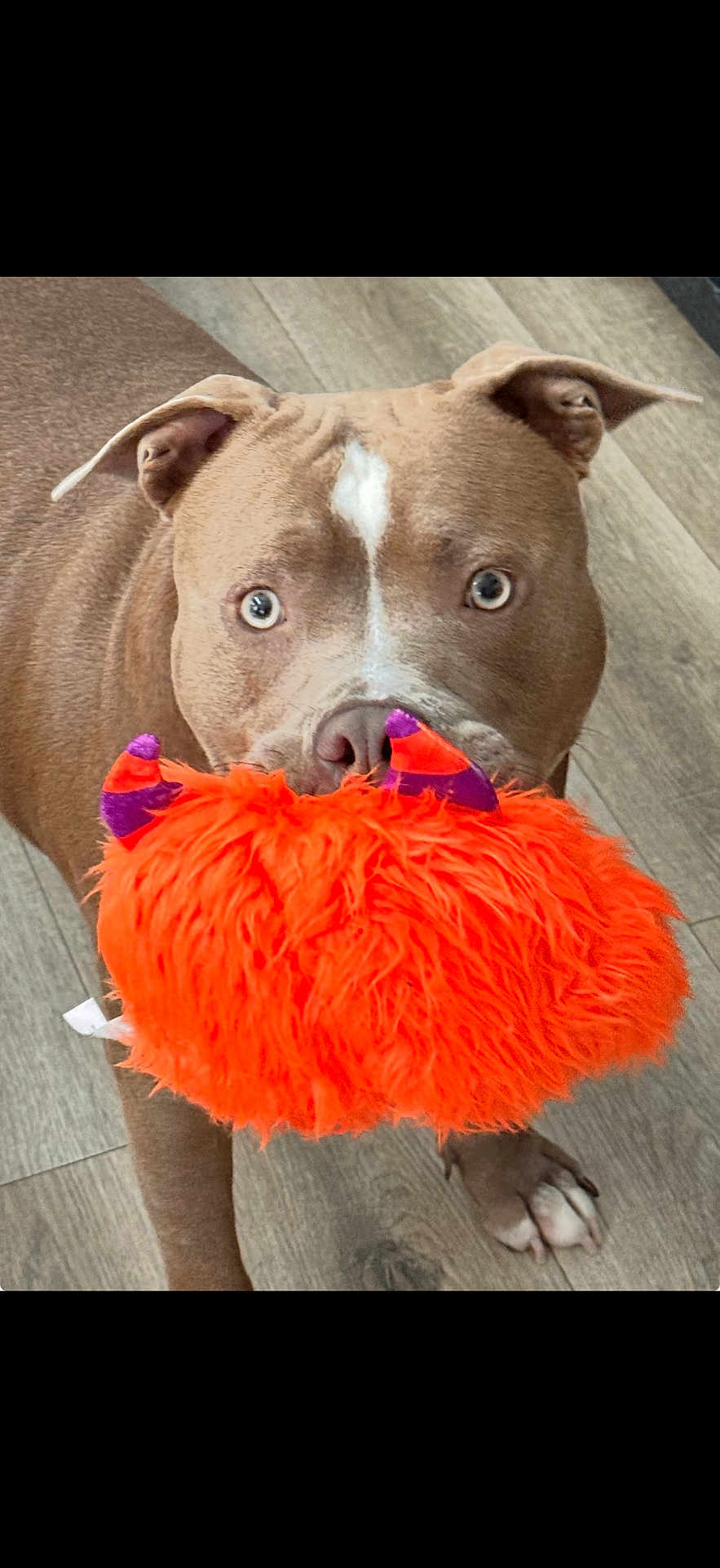 Lil Nugz joined the competition — help win amazing prizes! dog, brown_dog, toy, orange_toy, fluffy_toy, indoor, wooden_floor, pet, animal, playful, ears, eyes, nose, mouth, paws, cute, pet_toy, looking, standing, fur