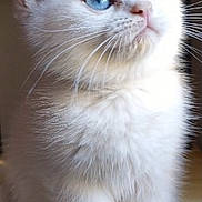 Tia participe au concours pour gagner de l'argent avec cette photo : cat, kitten, white_fur, blue_eyes, fluffy, animal, pet, whiskers, ears, paws, sitting, portrait, close_up, indoors, wooden_surface, cute, adorable, looking_up, long_fur, symmetrical_composition