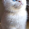cat, kitten, white_fur, blue_eyes, fluffy, animal, pet, whiskers, ears, paws, sitting, portrait, close_up, indoors, wooden_surface, cute, adorable, looking_up, long_fur, symmetrical_composition