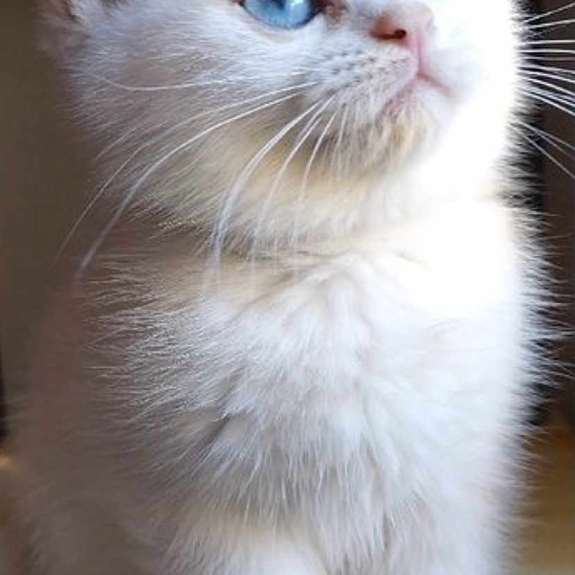 Tia participe au concours pour gagner de l'argent avec cette photo : cat, kitten, white_fur, blue_eyes, fluffy, animal, pet, whiskers, ears, paws, sitting, portrait, close_up, indoors, wooden_surface, cute, adorable, looking_up, long_fur, symmetrical_composition