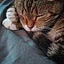cat, tabby, sleeping, paw, whiskers, fur, closeup, cute, pet, animal, relaxing, indoors, bed, resting, cozy, feline, nap, soft, cute_pet, domestic