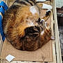 cat, tabby_cat, sleeping, wooden_crate, burlap, indoor, floor, furniture_leg, pet, animal, cozy, resting, fur, whiskers, paw, domestic_cat, relaxation, cute, brown, orange