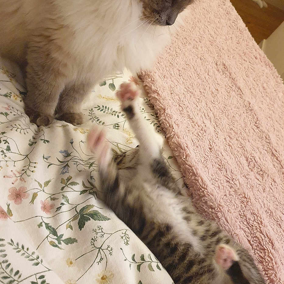 Tina a rejoint le concours — aidez-le/la à gagner de superbes lots ! angora, animal, bed, bedroom, blanket, cat, couch, furniture, homedecor, indoors, kitten, linen, manx, person, pet, quilt, room, siamese, sleeping, wood