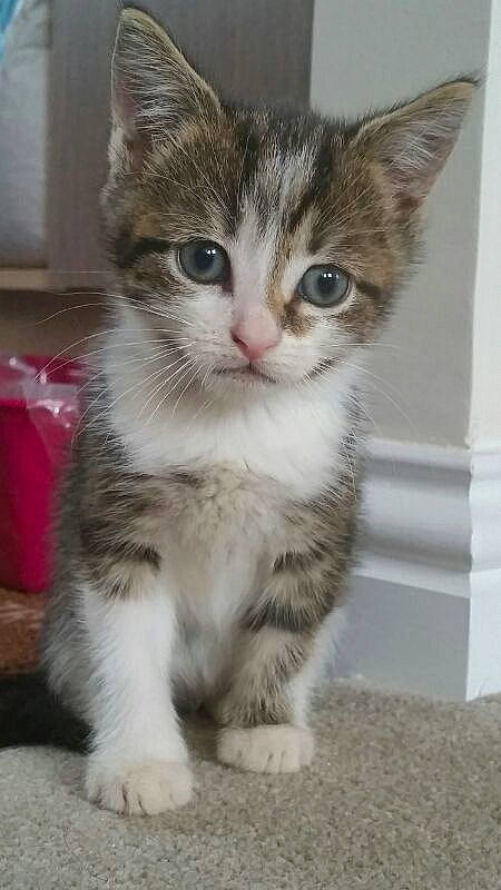 Gem is registered to the contest to win money with this photo: carnivore, cat, claw, domestic_short_haired_cat, felidae, floor, foot, fur, kitten, paw, pet_supply, small_to_medium_sized_cats, snout, tail, toe, vertebrate, whiskers