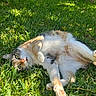 cat, calico, grass, outdoor, sunlight, relaxed, pet, animal, fur, whiskers, nature, greenery, playful, cute, lying_down, daylight, mammal, closeup, garden, peaceful