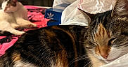 Lyra is registered to the contest to win money with this photo: cat, sleeping, plastic_bag, bed, blanket, wooden_wall, person, yellow_sweatshirt, indoor, furniture, relaxation, pet, domestic_animal, shoes_box, adidas, cozy, resting, fur, animal, home