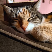 Lyra joined the competition — help win amazing prizes! cat, sleeping, close_up, fur, paw, indoor, cozy, resting, pet, animal, whiskers, cute, tabby, relaxation, soft, mammal, calm, face, nose, ears