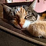 cat, sleeping, close_up, fur, paw, indoor, cozy, resting, pet, animal, whiskers, cute, tabby, relaxation, soft, mammal, calm, face, nose, ears
