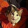 Tobi joined the competition — help win amazing prizes! cat, pet, animal, fur, whiskers, eyes, orange_blanket, purple_blanket, indoor, curious, looking_up, close_up, domestic_cat, tabby, white_fur, cozy, resting, cute, expression, mouth_open