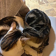 Tobi joined the competition — help win amazing prizes! cat, cats, feline, pet, animal, tabby, striped, white_paws, snuggling, cozy, towel, indoor, floor, tile, resting, cute, fur, whiskers, sleeping, companions