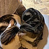 cat, cats, feline, pet, animal, tabby, striped, white_paws, snuggling, cozy, towel, indoor, floor, tile, resting, cute, fur, whiskers, sleeping, companions