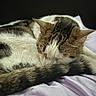 Tobi joined the competition — help win amazing prizes! cat, sleeping, curled_up, tail, fur, striped, white, brown, black, pet, cozy, resting, indoor, blanket, purple, soft, close_up, animal, cute, peaceful