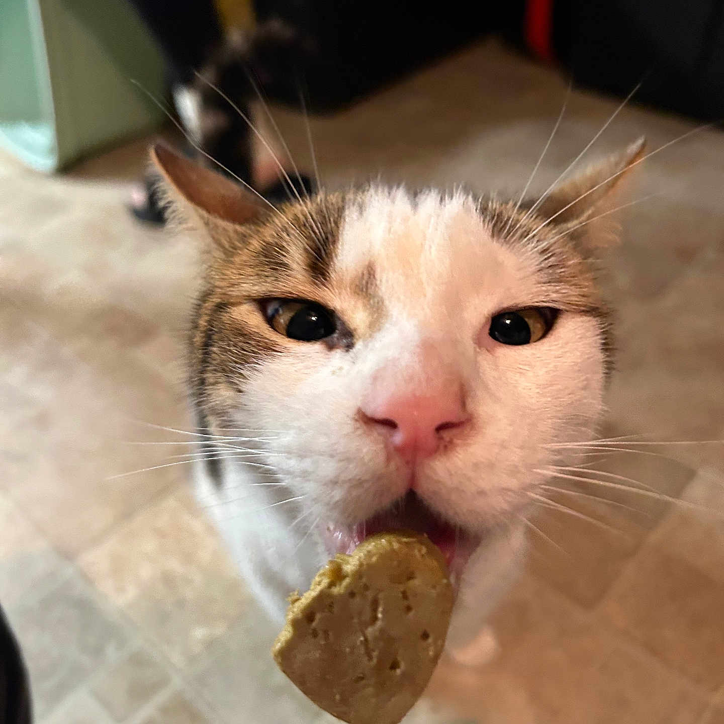 Tobi is registered to the contest to win money with this photo: cat, close_up, indoor, licking, treat, whiskers, nose, pet, animal, curious, feline, floor, tile, domestic, cute, face, focus, blurred_background, food, playful