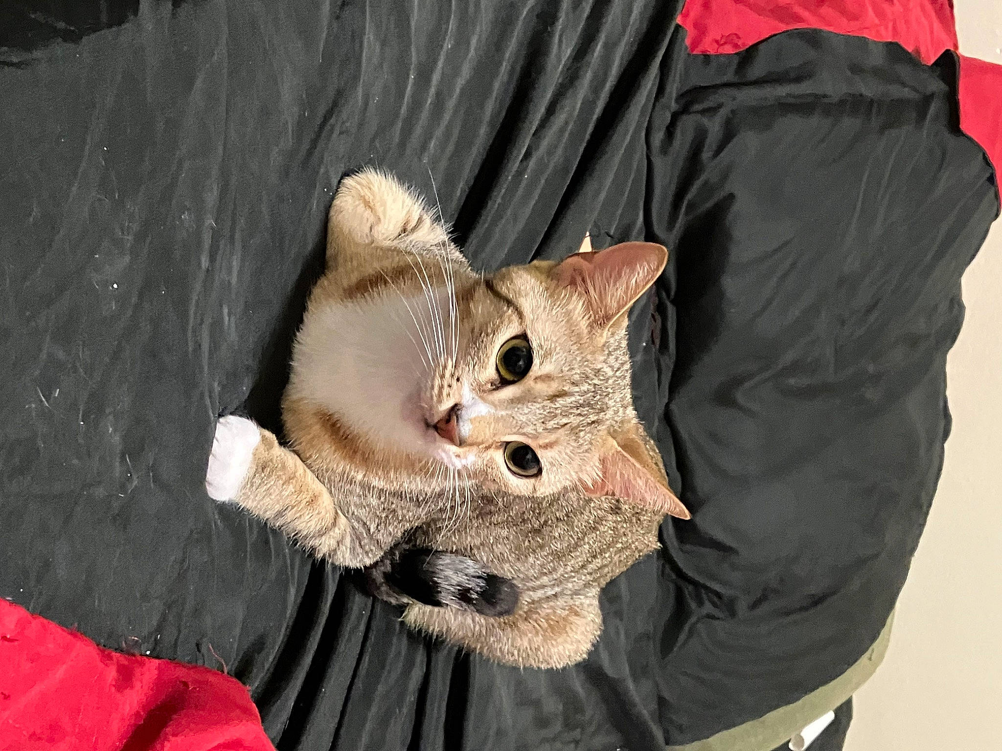 Cheetah is registered to the contest to win money with this photo: baby_toddler_clothing, carnivore, cat, domestic_short_haired_cat, fashion_accessory, fawn, felidae, fur, pattern, peach, sleeve, small_to_medium_sized_cats, snout, thread, whiskers, wool