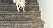 Blaco joined the competition — help win amazing prizes! dog, puppy, stairs, carpet, white_wall, indoor, pet, animal, young_dog, step, cute, small_dog, fur, canine, looking_down, front_paws, alone, house, home_interior, curious