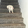 dog, puppy, stairs, carpet, white_wall, indoor, pet, animal, young_dog, step, cute, small_dog, fur, canine, looking_down, front_paws, alone, house, home_interior, curious