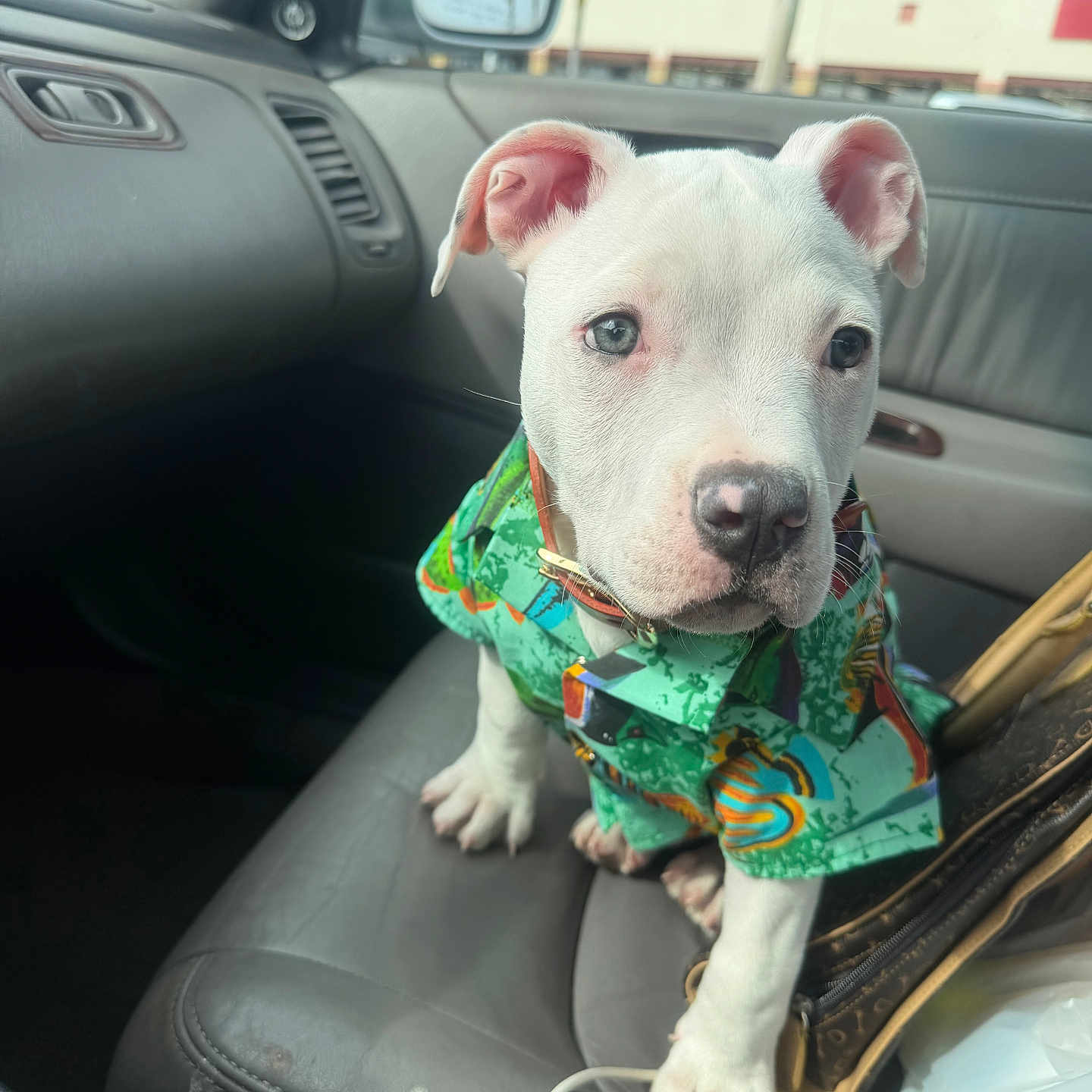 Blaco joined the competition — help win amazing prizes! dog, puppy, white_dog, car_interior, car_seat, clothing, hawaiian_shirt, pet, cute, animal, young_dog, leather_seat, collar, window, side_mirror, daylight, vehicle, front_seat, domestic_animal, looking