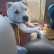 Blaco is registered to the contest to win money with this photo: dog, white_dog, pet, car_interior, seat, cushion, sunlight, resting, red_harness, quilted_fabric, paw, window_light, relaxed, animal, companion, transportation, backseat, leather_seat, domestic_animal, cute