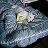 Blaco joined the competition — help win amazing prizes! dog, sleeping, bed, comforter, blanket, toy, banana_toy, indoor, resting, white_dog, cozy, patterned_bedding, relaxed, pet, animal, cute, domestic, fur, snuggled, peaceful