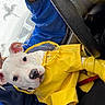 Blaco joined the competition — help win amazing prizes! dog, puppy, yellow_raincoat, rain_boots, car_interior, rainy_weather, raindrops, window, person, blue_jacket, seat, leash, pet, cute, white_dog, small_dog, indoors, animal, rain, fashion
