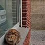 Thaïs participe au concours pour gagner de l'argent avec cette photo : cat, tabby, windowsill, brick_wall, outdoor, green_eyes, curious, pet, feline, animal, house, gravel, stone, reflection, window, plants, daylight, quiet, alert, domestic