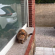 Thaïs participe au concours pour gagner de l'argent avec cette photo : cat, tabby, windowsill, brick_wall, glass_reflection, car, white_car, gravel, driveway, outdoor, pet, animal, curious, alert, small_cat, feline, sidewalk, residential, nature, quiet