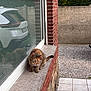 cat, tabby, windowsill, brick_wall, glass_reflection, car, white_car, gravel, driveway, outdoor, pet, animal, curious, alert, small_cat, feline, sidewalk, residential, nature, quiet