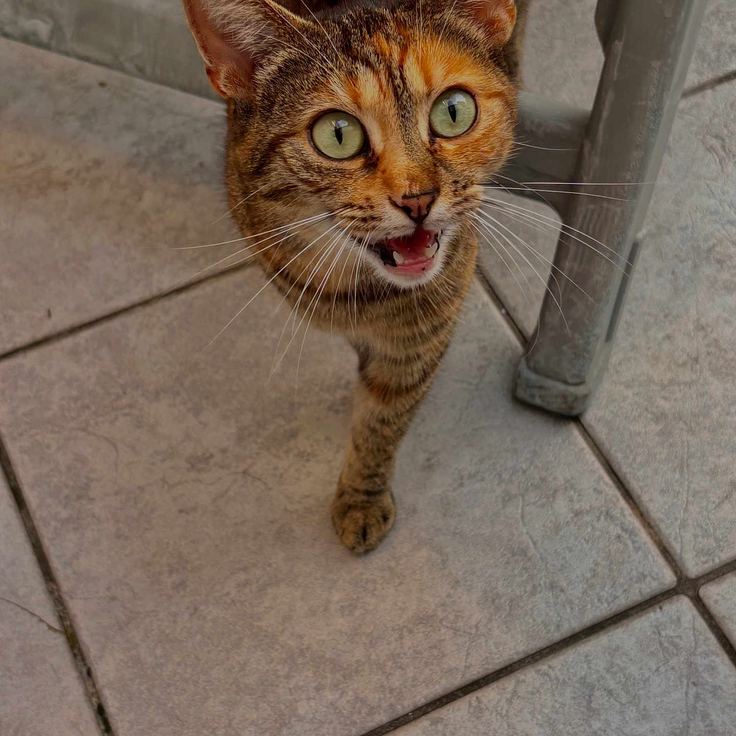 Thaïs participe au concours pour gagner de l'argent avec cette photo : animal, cat, close_up, curious, ears, expression, feline, floor_tiles, fur, green_eyes, indoor, looking_up, metal_chair, mouth_open, paw, pet, tabby, walking, whiskers