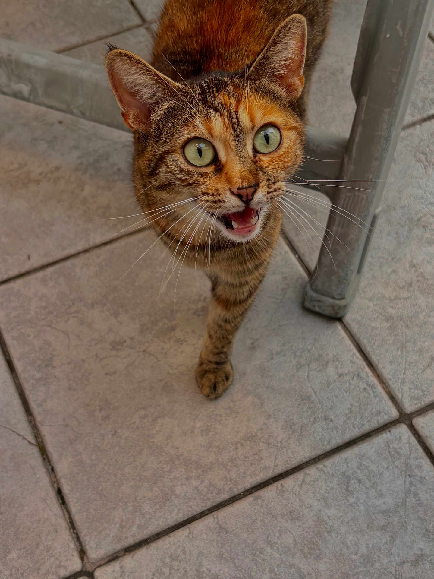 Thaïs participe au concours pour gagner de l'argent avec cette photo : cat, tabby, animal, pet, feline, curious, green_eyes, mouth_open, whiskers, floor_tiles, indoor, metal_chair, close_up, walking, fur, ears, paw, looking_up, expression