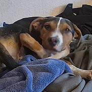 Cadbury joined the competition — help win amazing prizes! dog, blanket, clothing, couch, indoor, pet, fur, relaxed, scratching, animal, resting, pile, fabric, comfort, home, canine, laying, fur_pattern, ear, paw