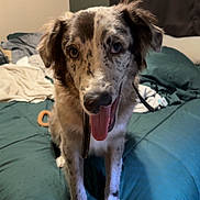 Ripley is registered to the contest to win money with this photo: bed, blanket, canine, collar, curtain, dog, domestic, ears, eyes, fur, furniture, happy, indoor, pet, photo_frame, pillow, room, spotted, tongue_out, wall