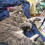 cat, gray_cat, sleeping, fluffy, indoor, blanket, blue_blanket, christmas_tree, holiday_decorations, candy_cane, festive, cozy, pet, relaxed, paw, whiskers, fur, home, resting, cute