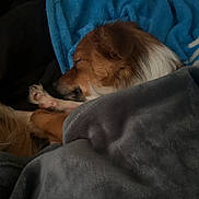 Otty joined the competition — help win amazing prizes! dog, sleeping, blanket, cozy, paw, fur, brown, white, resting, indoors, pet, closeup, snuggled, comfort, animal, relaxed, cute, warm, soft, nap
