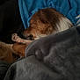 dog, sleeping, blanket, cozy, paw, fur, brown, white, resting, indoors, pet, closeup, snuggled, comfort, animal, relaxed, cute, warm, soft, nap