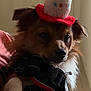dog, birthday_hat, pet, small_dog, celebration, costume, animal, indoor, person_holding, fur, ears, paws, brown_fur, white_paws, black_harness, red_trim, cute, close_up, face, canine