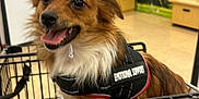 Otty joined the competition — help win amazing prizes! dog, shopping_cart, happy, birthday_hat, emotional_support_vest, pet, indoor, store, animal, tongue_out, fur, small_dog, cute, brown_fur, white_fur, canine, celebration, accessory, smiling, friendly